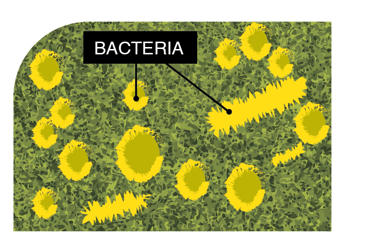 Microban Technology, Green-R Turf of Ventura Artificial Grass